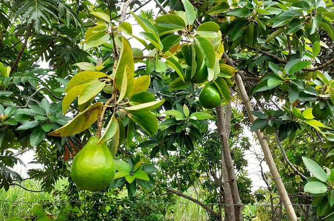 Stepping High Mountain Rastafari Herbs Tour - The farm and locally grown crops: what you should expect to see