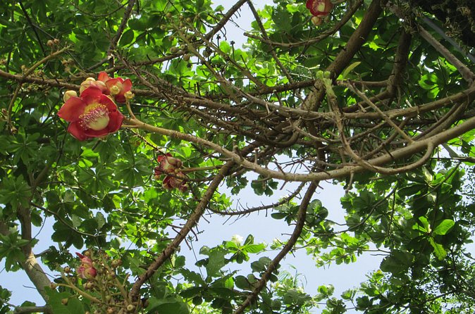 Stepping High Mountain Rastafari Herbs Tour - Food and drink samples: why this part matters