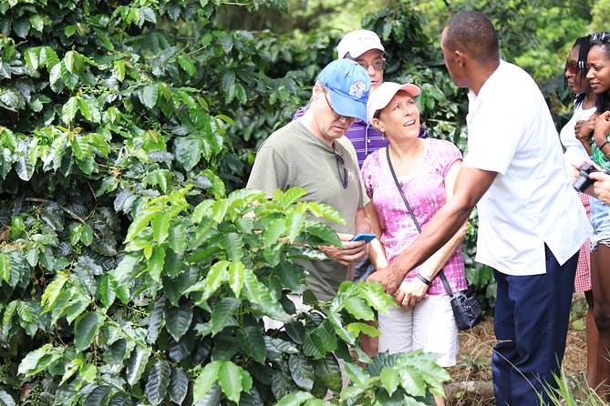 Taste of Jamaica Farm Cookout - Leaving the Port Bubble: Fern Gully Country Views in Ocho Rios