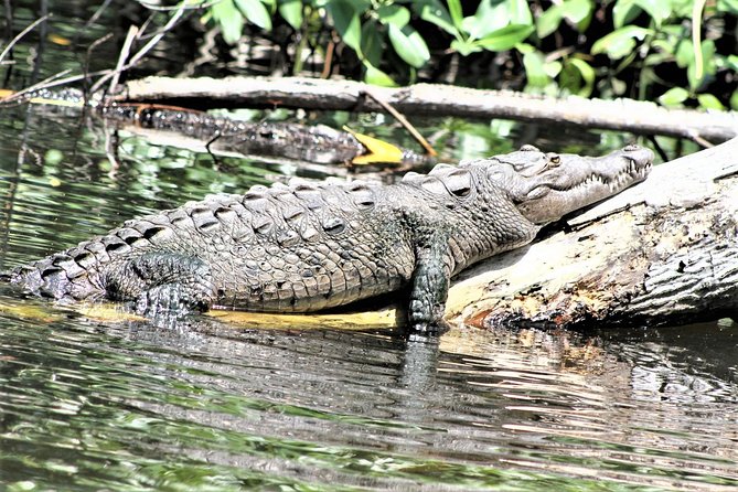 YS Falls and Black River Safari Guided Tour from Montego Bay and Grand Palladium - Lunch at the Riverside Dock, Then Straight Into the Black River