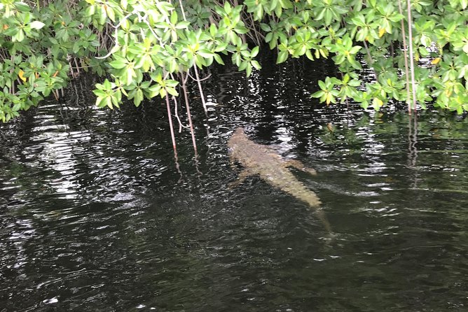 YS Falls, Black River Safari, Floyd’s Pelican Bar - How the Day Actually Flows: Timing, Energy, and What to Expect